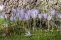 Kotschys Crocus kotschyanus long-tubed pale lilac-blue flowers